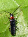Rhagonycha parvicollis - photo 3