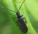 Rhagonycha proxima - Rhagonycha proxima