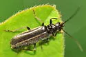 Rhagonycha recta - photo 2