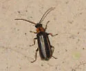 Rhagonycha recta - photo 3