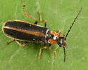 Rhagonycha recta - photo 4