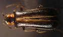 Rhagonycha recta - photo 5