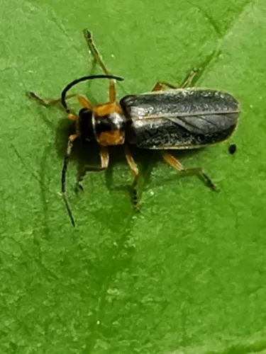Rhagonycha scitula - photo 2
