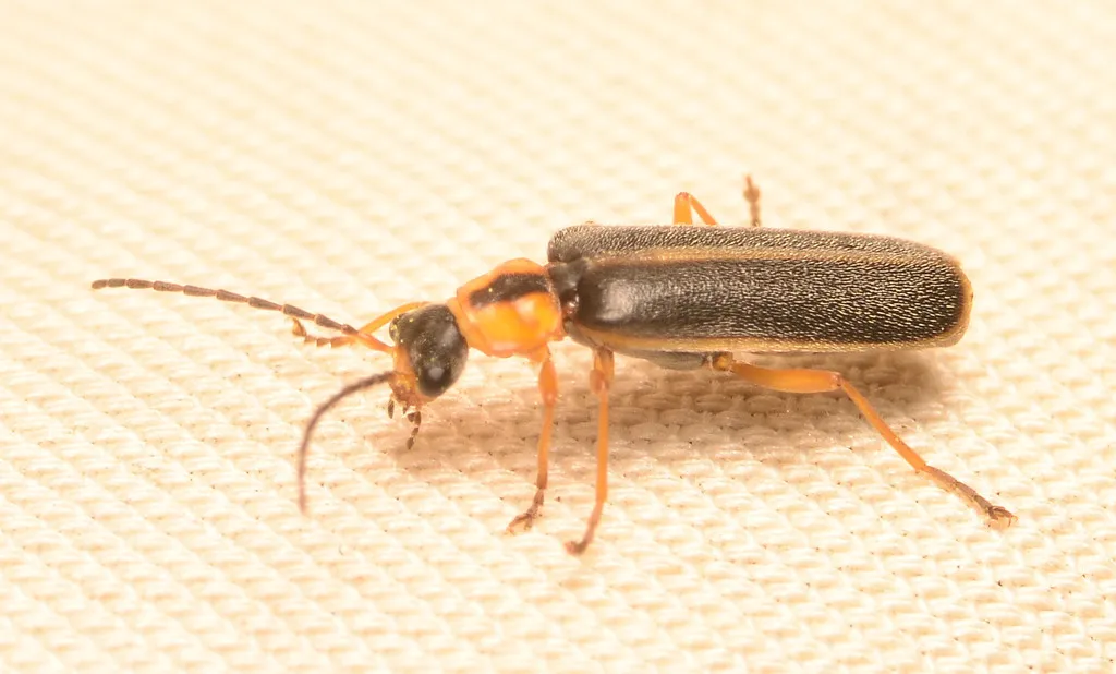 Rhagonycha scitula - photo 3