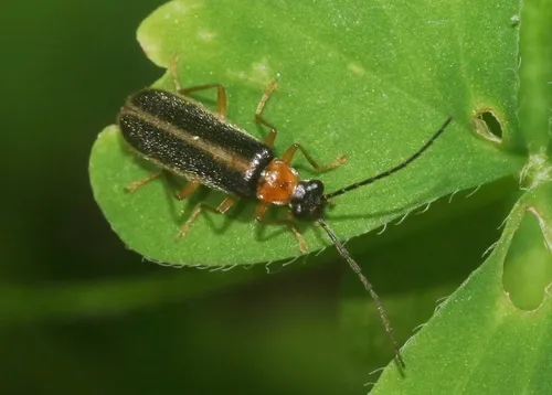 Rhagonycha scitula - photo 4
