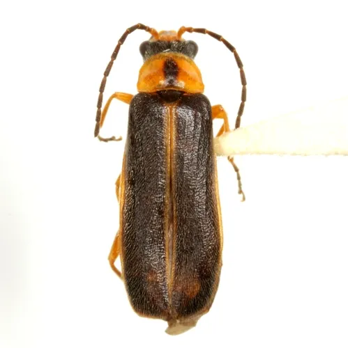 Rhagonycha scitula - photo 5