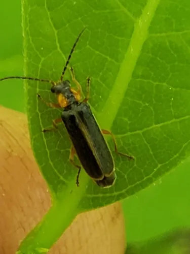 Rhagonycha scitula - photo 6