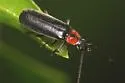 Rhagonycha sylvatica - photo 2