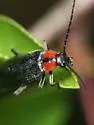 Rhagonycha sylvatica - photo 3