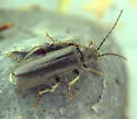 Rhagonycha tenuis - photo 2