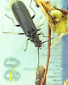 Rhagonycha tenuis - photo 3