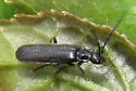 Rhagonycha tenuis - photo 4