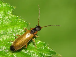 Rhagonycha testacea - Rhagonycha testacea