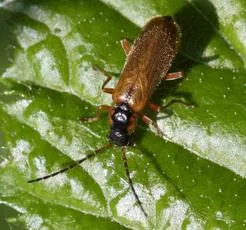 Rhagonycha testacea - photo 2