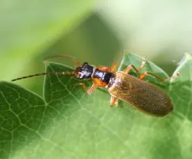 Rhagonycha testacea - photo 3