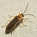 Rhagonycha triangulifera - Rhagonycha triangulifera