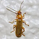 Rhagonycha triangulifera - photo 2