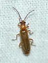 Rhagonycha triangulifera - photo 3