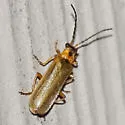 Rhagonycha triangulifera - photo 4
