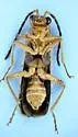 Rhagonycha triangulifera - photo 5