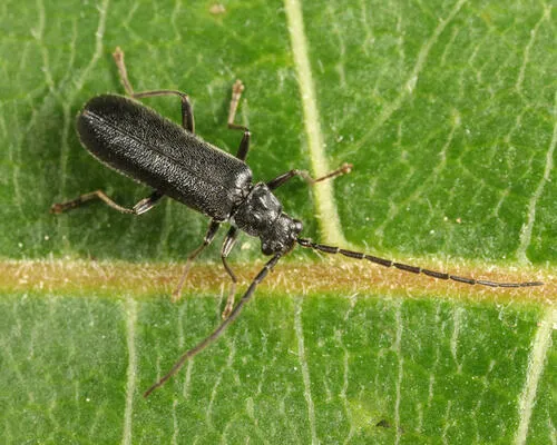 Rhagonycha umbrina - photo 2