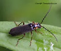 Rhagonycha undescribed