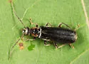Rhagonycha undescribed - photo 2