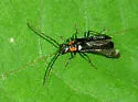 Rhagonycha vilis - Rhagonycha vilis