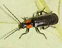 Rhagonycha vilis - photo 2