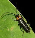 Rhagonycha vilis - photo 3