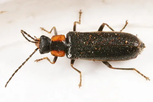 Rhagonycha walshi - Rhagonycha walshi
