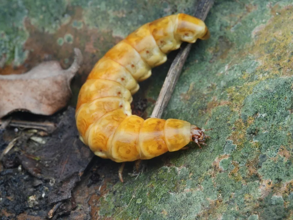Asian Glowworms - photo 2