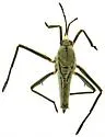Rhagovelia becki