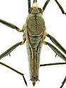 Rhagovelia becki - photo 2
