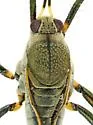 Rhagovelia becki - photo 3