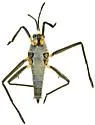 Rhagovelia becki - photo 4