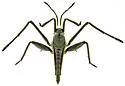 Rhagovelia becki - photo 5