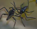 Rhagovelia choreutes - photo 2
