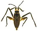 Rhagovelia choreutes - photo 3