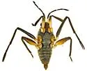Rhagovelia choreutes - photo 4