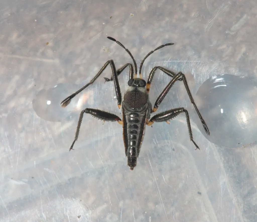 Rhagovelia distincta
