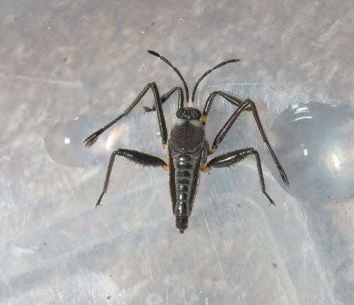 Rhagovelia distincta - photo 2