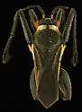 Rhagovelia ignota - photo 4
