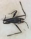 Rhagovelia knighti