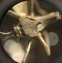 Rhagovelia oriander