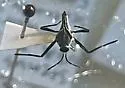 Rhagovelia oriander - photo 3