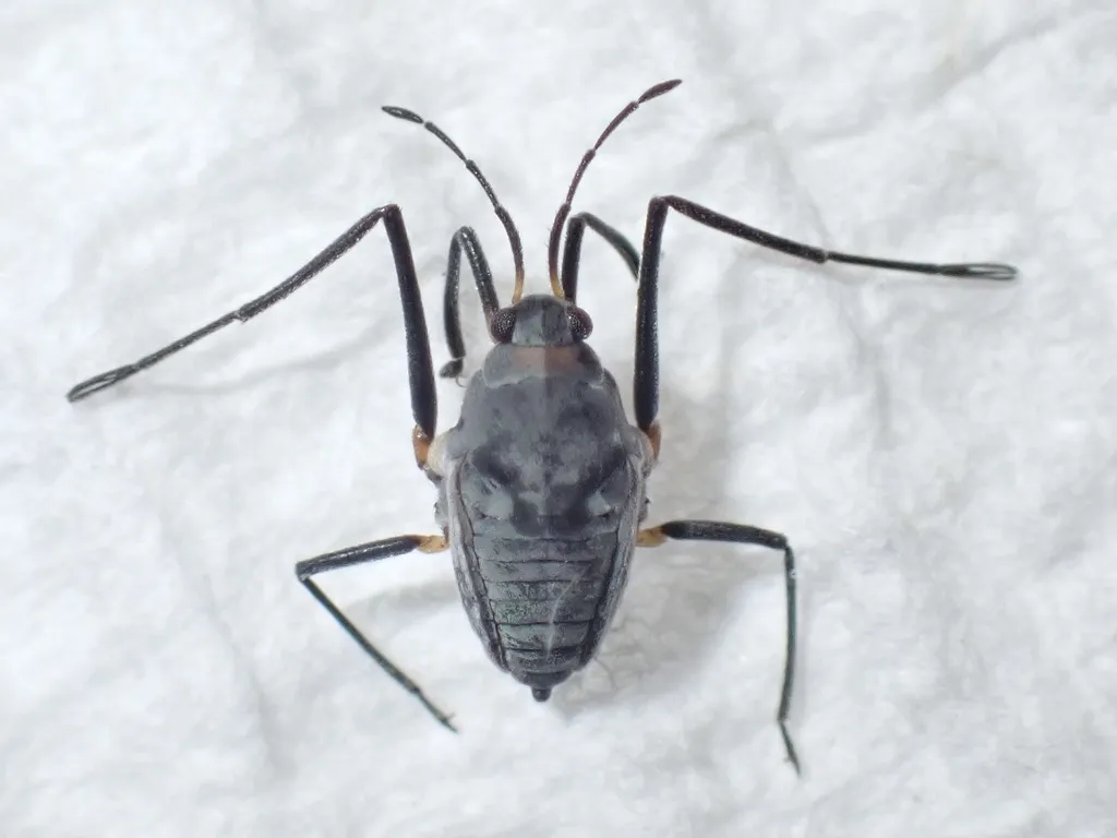 Rhagovelia plumbea