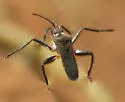 Rhagovelia varipes