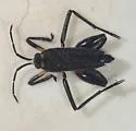 Rhagovelia varipes - photo 3