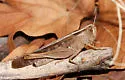 Traveller Grasshopper